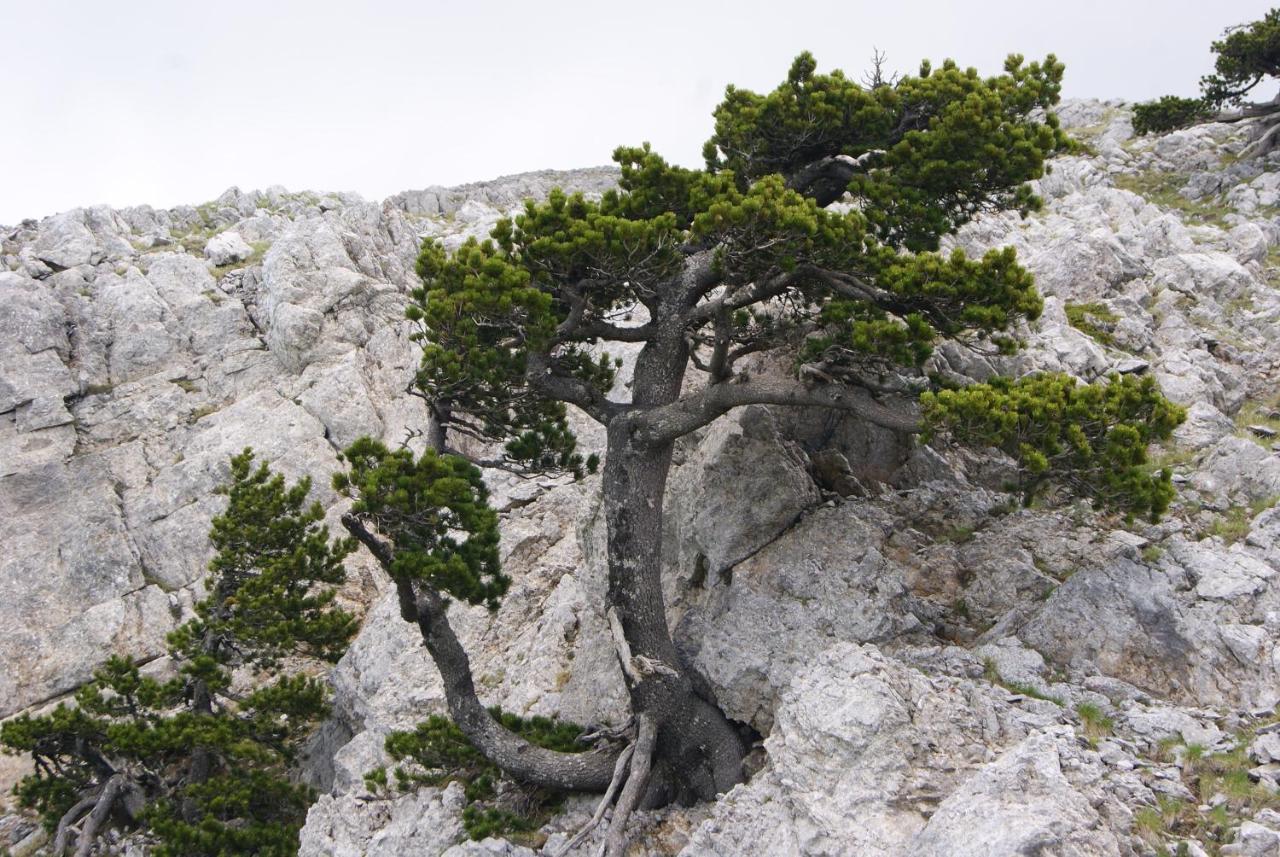 Tana Libera Tutti 1 Nature, Yourself, Love 维贾内洛 外观 照片